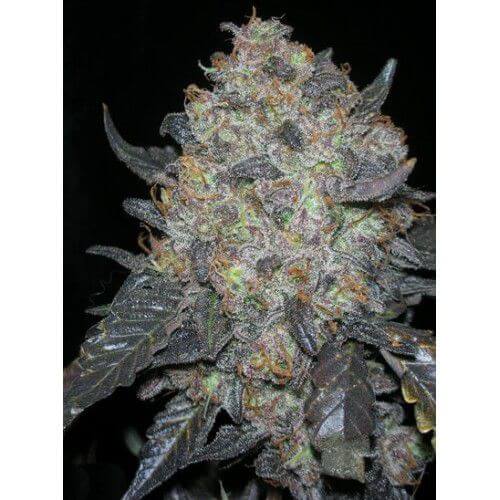 Sale of BlackWater feminized cannabis seeds by The Cali Connection