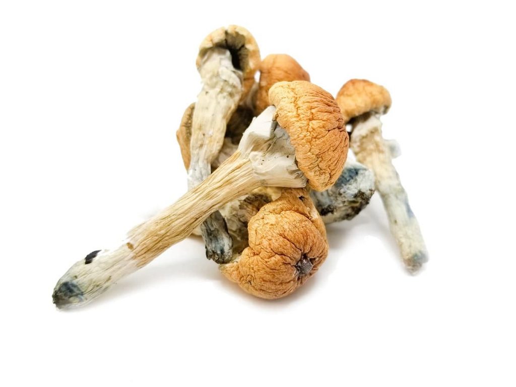 APE REVERT MAGIC MUSHROOMS - KingCrop