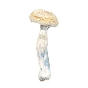 albino penis envy mushroom