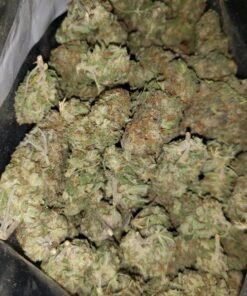 Buy billy kimber strain Online