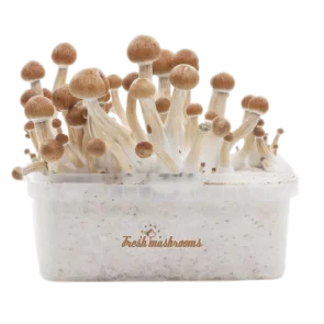 Magic Mushroom Grow Kits