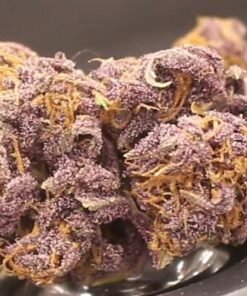 Buy blueberry muffin strain Online